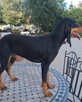 Cuccioloni di Segugio Italiano