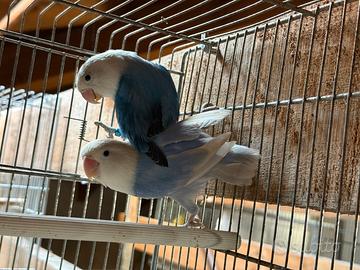 Inseparabili fisher opalini