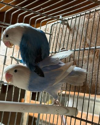 Inseparabili fisher opalini