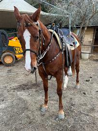 Paint documenti americani