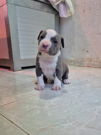 Cuccioli di pitbull anche blue con occhi blue