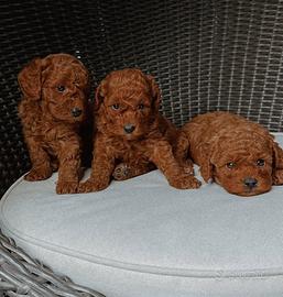 Barboncino cuccioli Rossi fulvo 2 mesi e mezzo