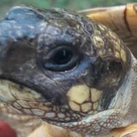 Tartaruga Testudo Hermanni Hermanni FEMMINA