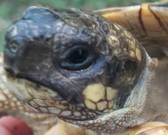 Tartaruga Testudo Hermanni Hermanni FEMMINA