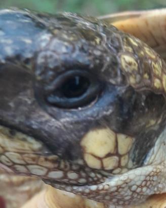 Tartaruga Testudo Hermanni Hermanni FEMMINA
