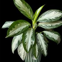Aglaonema Silver Bay