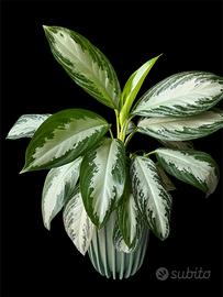 Aglaonema Silver Bay