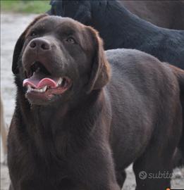 Femmina cioccolato di labrador con pedigree