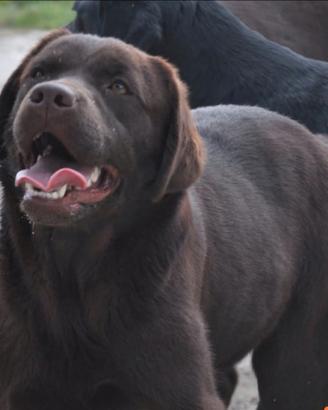 Femmina cioccolato di labrador con pedigree