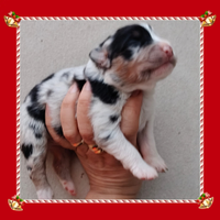 Pastore Australiano pedigree Enci