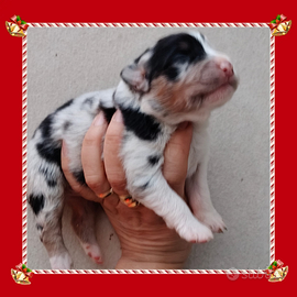 Pastore Australiano pedigree Enci