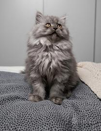 Gattino persiano maschio
