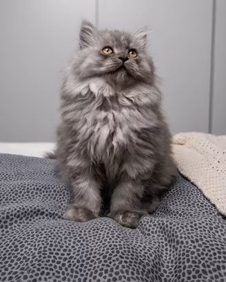 Gattino persiano maschio