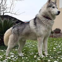 Siberian Husky per Monta