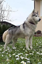 Siberian Husky per Monta