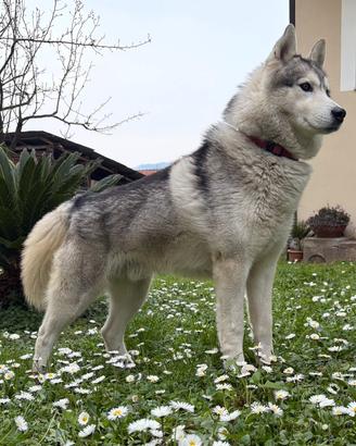 Siberian Husky per Monta