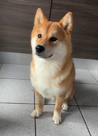 Shiba inu per accoppiamento