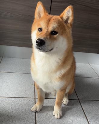 Shiba inu per accoppiamento