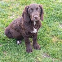 Cuccioloni di Spaniel TEDESCHI