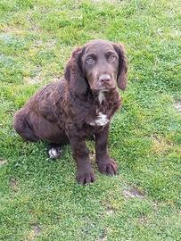 Cuccioloni di Spaniel TEDESCHI