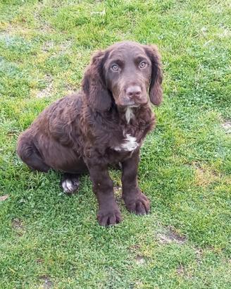 Cuccioloni di Spaniel TEDESCHI