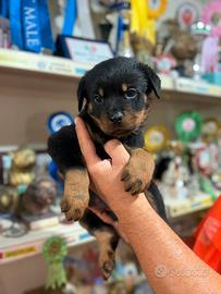 Rottweiler
