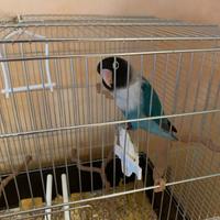 Pappagallina AGAPORNIS PERSONATA