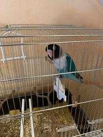 Pappagallina AGAPORNIS PERSONATA