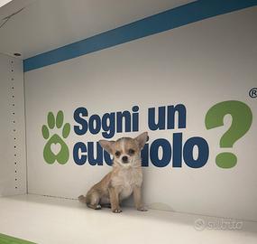 Chihuahua mini toy fulvo / bianco disponibile