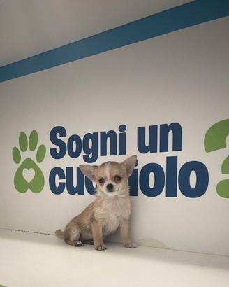 Chihuahua mini toy fulvo / bianco disponibile