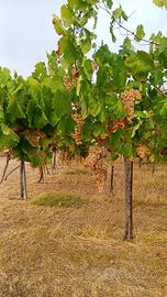 Uva da vino