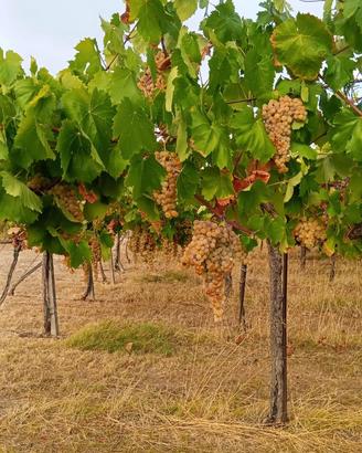 Uva da vino