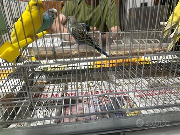 Papagalli cocorite gialli e verdi