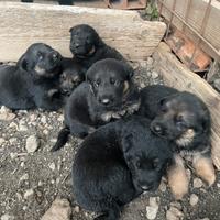 Cuccioli di pastore tedesco