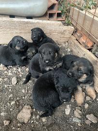Cuccioli di pastore tedesco