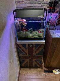 Nano acquario (cardinaio)