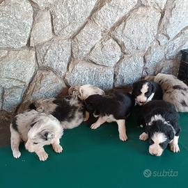 Cuccioli border collie