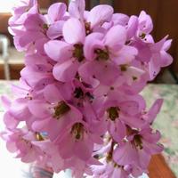 pianta dai fiori rosa