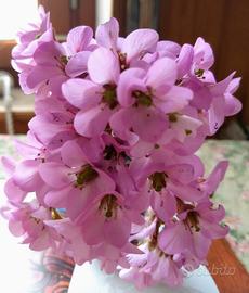 pianta dai fiori rosa