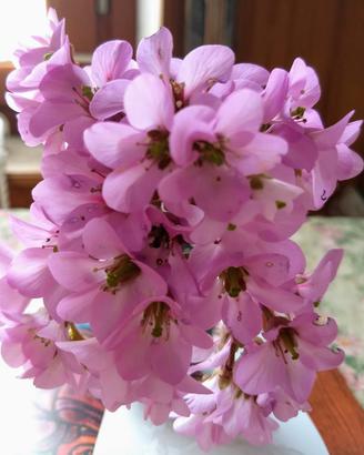 pianta dai fiori rosa