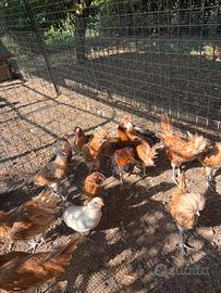 Galline ornamentali