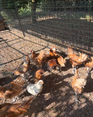 Galline ornamentali