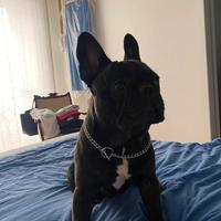 Bulldog francese