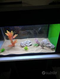 acquario 