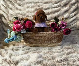 Cucciola barboncina toy red