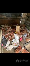 Galline
