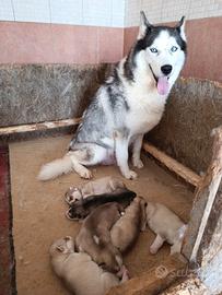 Siberian husky cuccioli con pedigree Enci