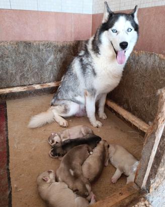Siberian husky cuccioli con pedigree Enci