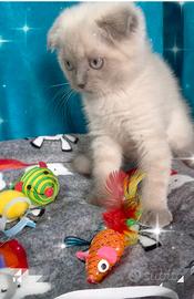 Gattina scottish fold