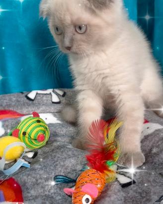 Gattina scottish fold
